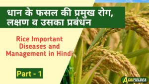 Rice Important Diseases and Management in Hindi