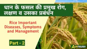 Rice Important Diseases, Symptoms and Management