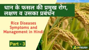 Rice Diseases Symptoms and Management in Hindi