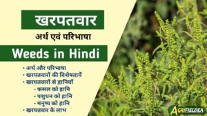 Weeds in Hindi