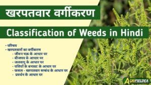 Classification of weeds in Hindi
