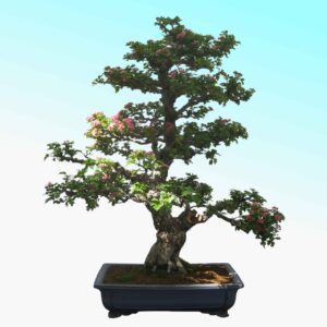 बोनसाई, Bonsai in hindi | complete method of making bonsai