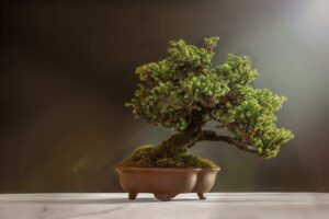 Bonsai in hindi | complete method of making bonsai