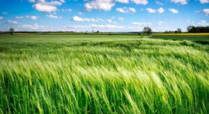 टिकाऊ कृषि: टिकाऊ या सतत कृषि क्या है? Sustainable Agriculture: Cultivating a Better Future