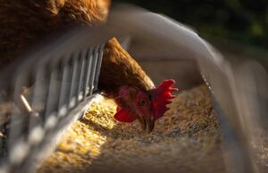 सफल मुर्गी पालन व्यवसाय कैसे शुरू करें - स्टेप्स | A Comprehensive Guide on How to Start a Poultry Farming in Hindi