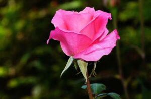 How to grow Rose plant in Pots