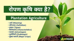 प्लांटेशन कृषि क्या है: अवधारणा, प्रकार, विशेषताएँ और महत्व (What is Plantation Agriculture: Concept, Types, Characteristics and Importance)