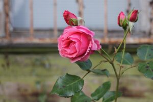इस लेख में, हम आपको घर पर सफलतापूर्वक गुलाब का पौधा लगाने के सभी चरणों के बारे में विस्तार से बताने वाले हैं जिसमें गुलाब की सही किस्म चुनने से लेकर आपके घर मे फुल खिलने तक सभी चरण शामिल है। अगर आप भी अपने घर में गुलाब का पौधा लगाकर अपने घर की सुंदरता को और भी बढ़ाना चाहते हैं तो यह लेख पूरा जरूर पढ़ियेगा।