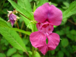 Best Rainy Season Flowers 