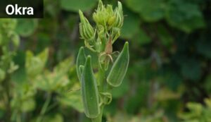 Best rainy season vegetables in India 