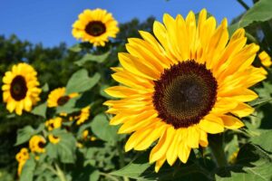 Best Rainy Season Flowers 