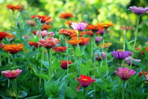 Best Rainy Season Flowers 