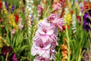 Best Rainy Season Flowers 