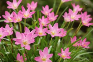 Best Rainy Season Flowers 