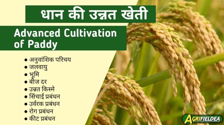 Advanced Cultivation of Paddy