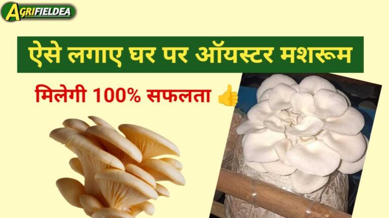 How to Grow Oyster Mushroom in hindi