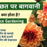 छत पर बागवानी | Terrace Gardening in Hindi: एक आसान और किफायती तरीका अपने घर को हरा-भरा बनाने का, Roof garden