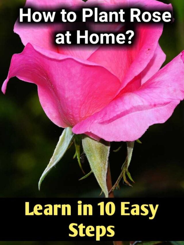 How to plant rose at home? Learn in 10 Easy Steps