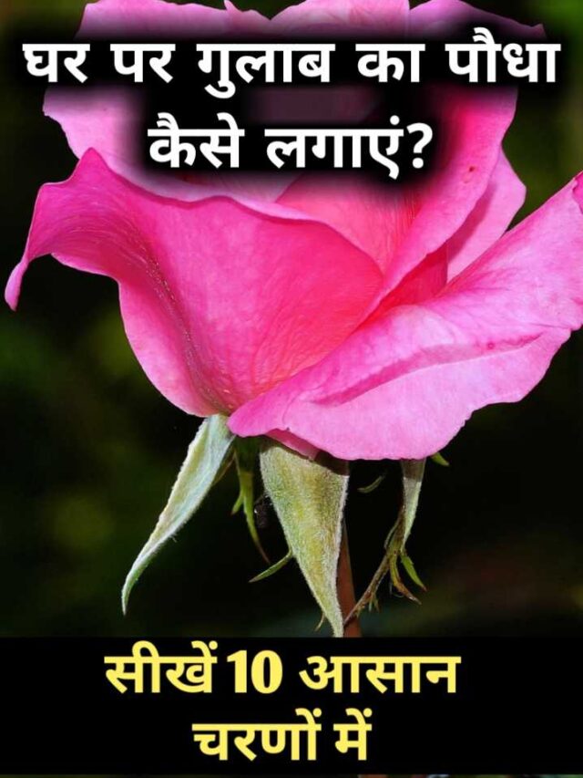 घर पर गुलाब का पौधा कैसे लगाएं? सीखें 10 आसान चरणों में (How to plant rose at home)
