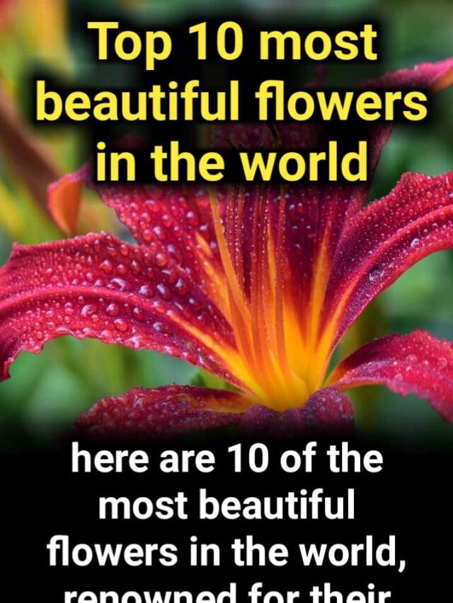 Top 10 most beautiful flowers in the world