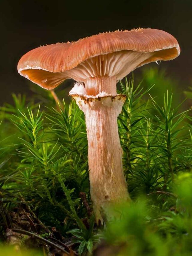 10 Interesting facts about mushrooms 😍😍
