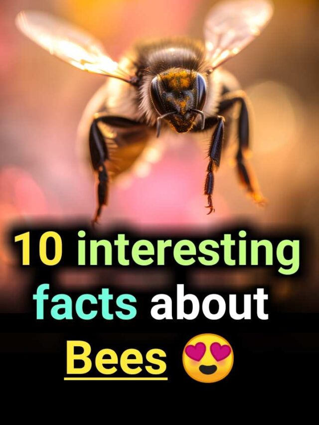 10 interesting facts about bees: You will be surprised to know them 🤔😯😯