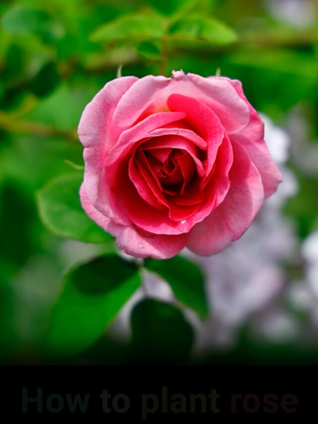How to plant rose plant in Pots: Learn in easy steps