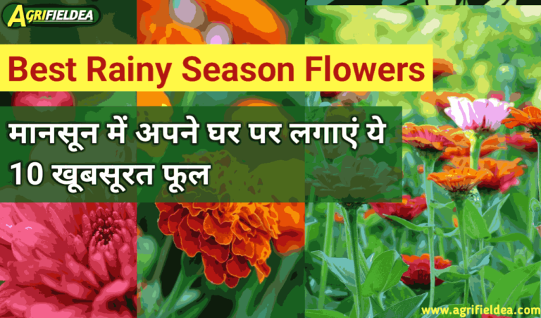 Best Rainy Season Flowers