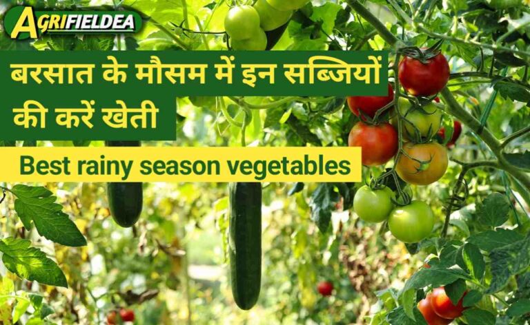 बरसात के मौसम में लगने वाली 8 सब्जियां | Best Rainy season vegetables in hindi