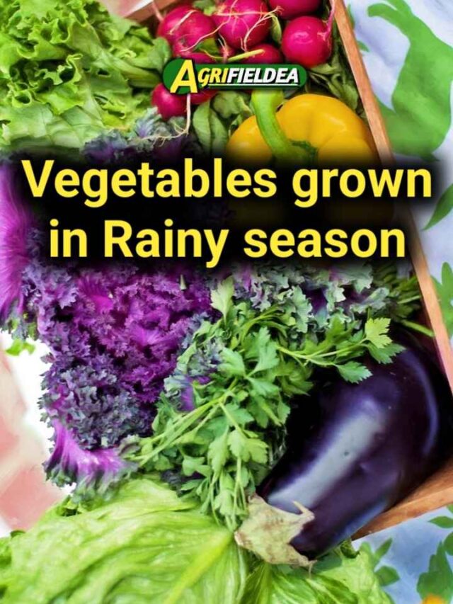 10 best vegetables grown in monsoon season