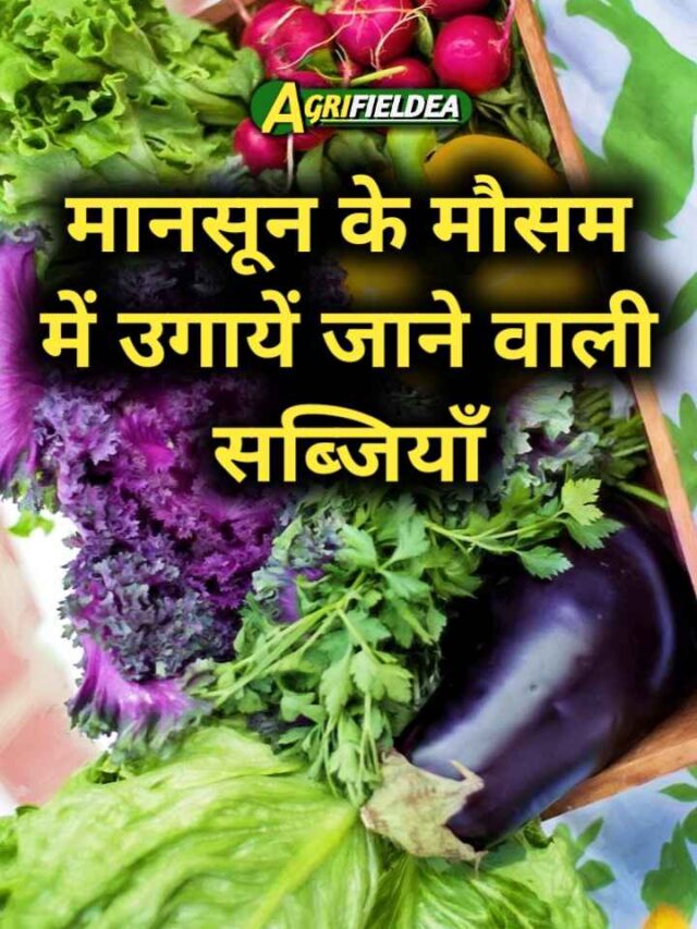 मानसून में उगाई जाने वाली सब्जियाँ (Best Rainy Season vegetables)
