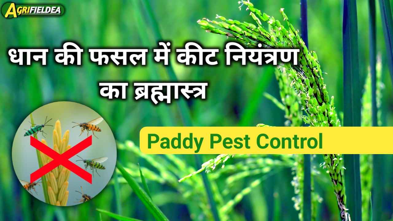 Paddy Pest Control in Hindi